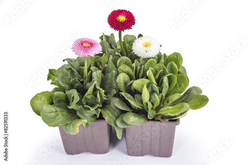 Fototapeta Naklejka Na Ścianę i Meble -  Pink, red and white daisy flower, Bellis Perennis