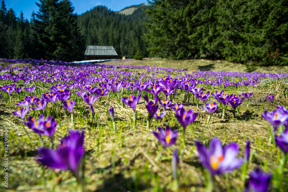 Crocuses in Chocholowska valley, Tatras Mountain, Poland Crocuses in Chocholowska valley, Tatras Mountain, Poland