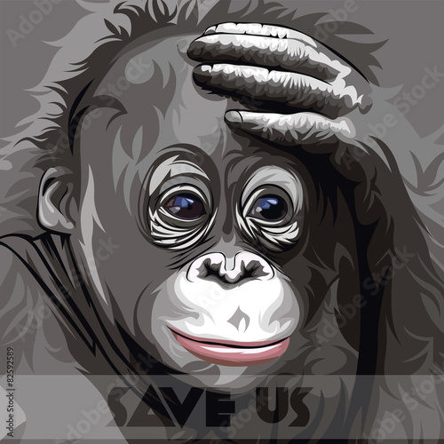orangutan vector