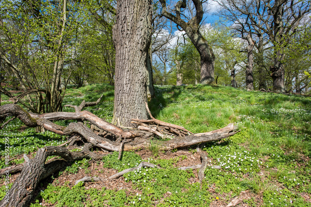 Wood anemone blossoming in an oak grove during spring in Sweden Wood anemone blossoming in an oak grove during spring in Sweden