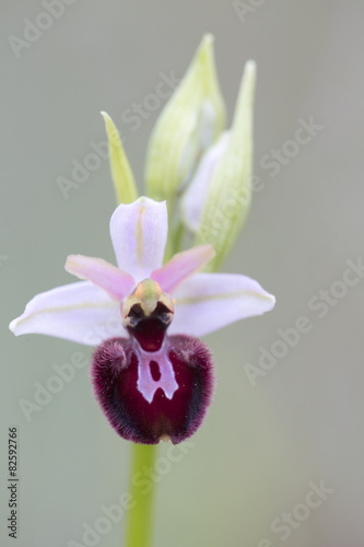Wild orchid of south western Europe