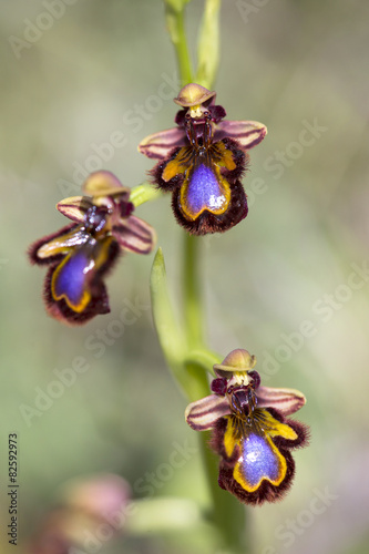 Fototapeta Naklejka Na Ścianę i Meble -  Wild orchid of south western Europe
