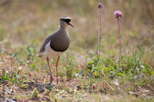 Crowned plover walking on short grass looking for insets