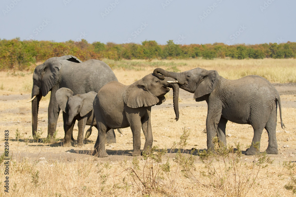 Fototapeta premium Elephant herd greeting at waterhole on a dry and hot day