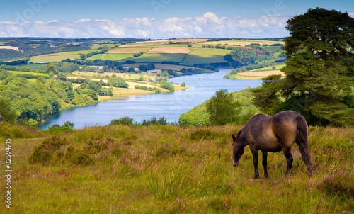 Pony at Wimbleball Lake Exmoor National Park Somerset 
