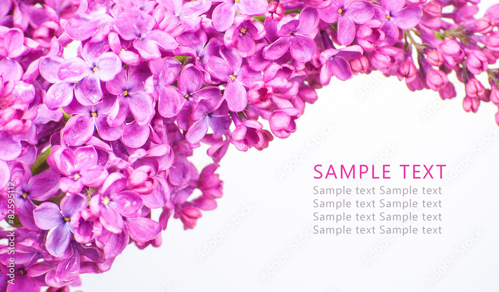 Purple flowers on white background with sample text Purple flowers on white background with sample text