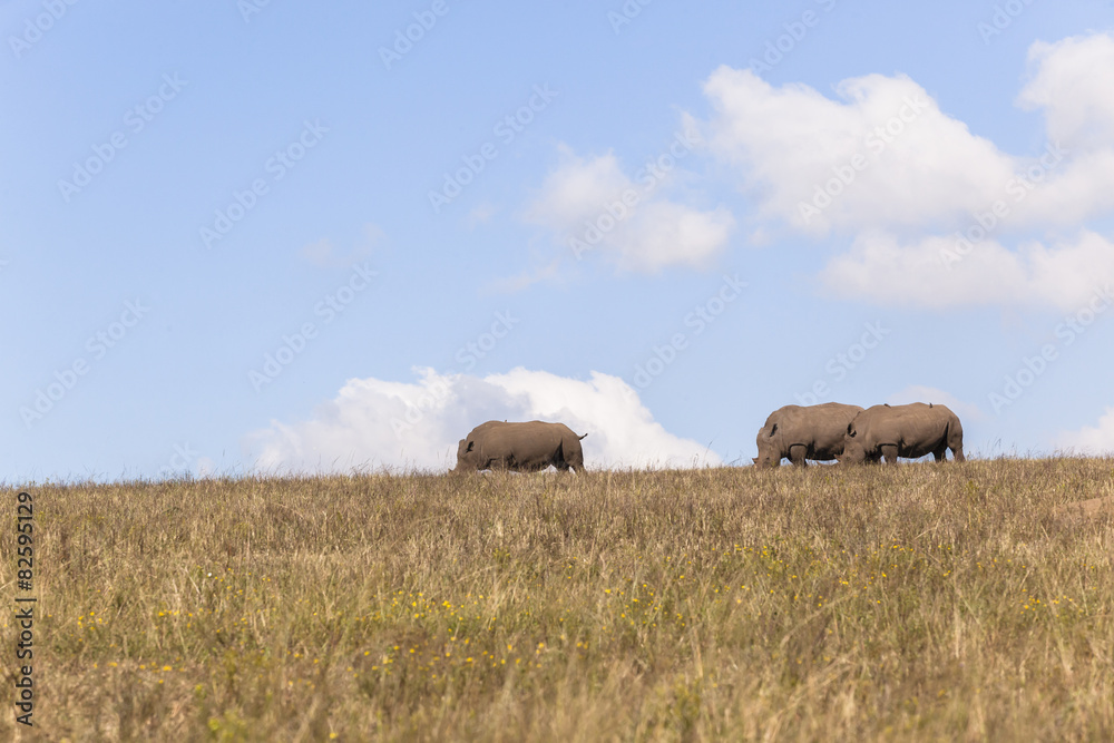 Obraz premium Rhino's Landscape
