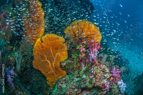 Sea Fan