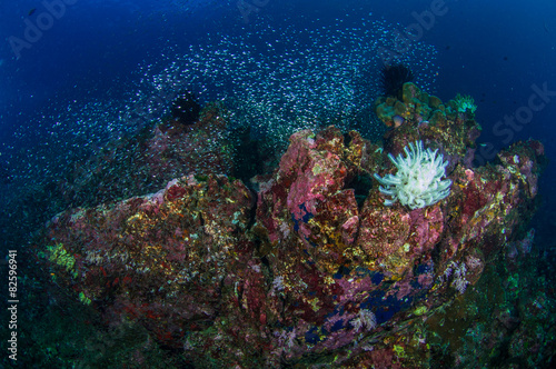 Coral Reff © piboon
