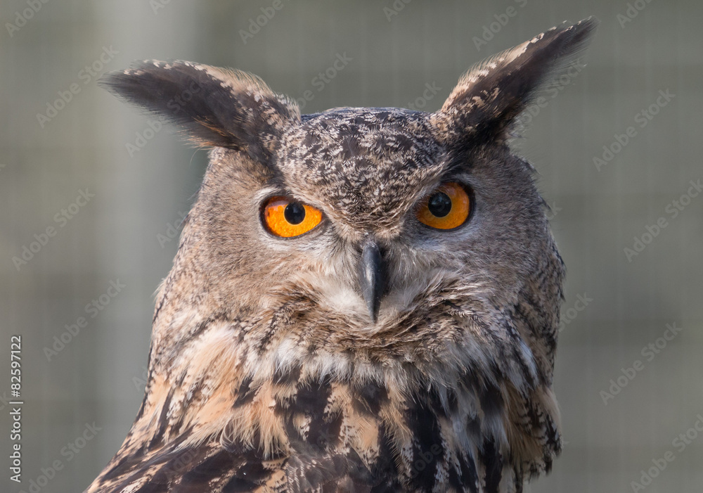 Eagle Owl Portrait Eagle Owl Portrait