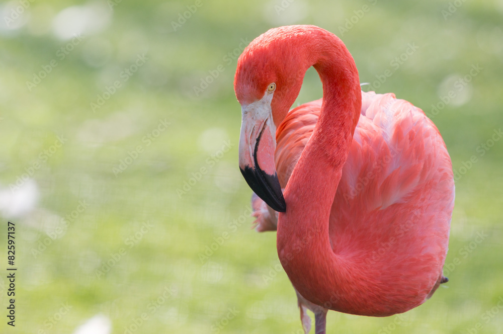 Naklejka premium Flamingo Portrait