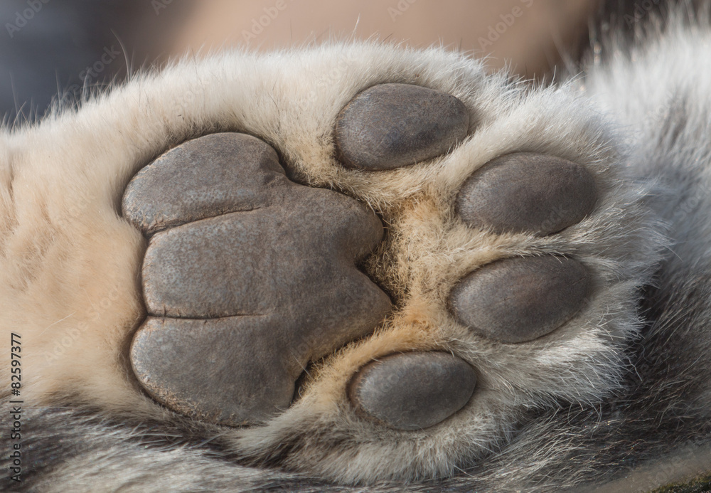 Naklejka premium Snow Leopard paw macro