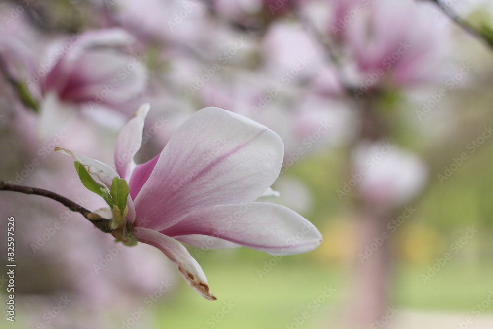 Obraz premium magnolia