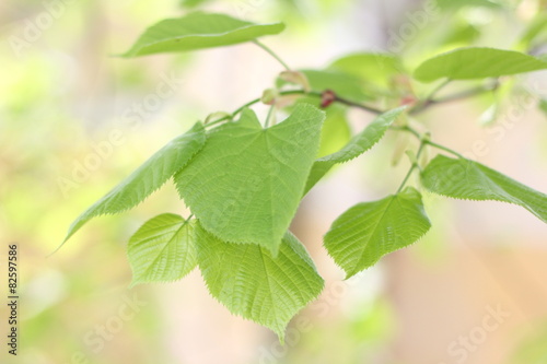 linden leaves