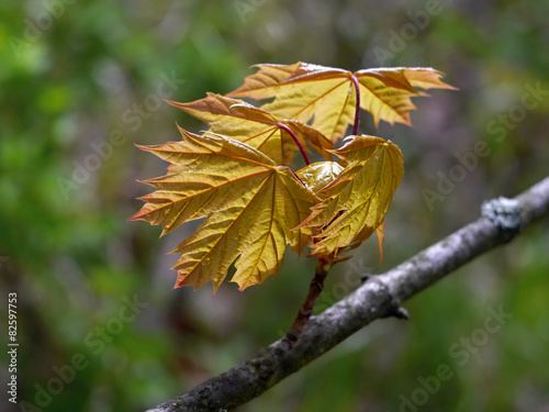 Принти на полотні Maple, young leaves backlit