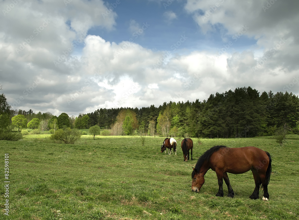 Naklejka premium Horses on pasture