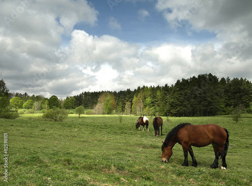 Horses on pasture © puchan