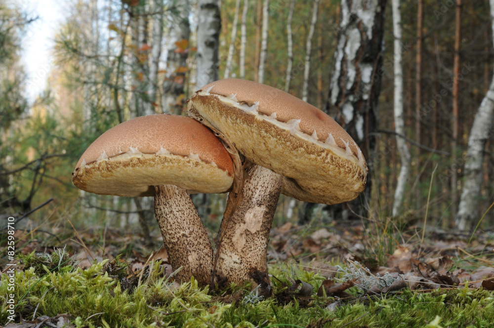 Leccinum versipelle (Orange Birch Bolete) Leccinum versipelle (Orange Birch Bolete)