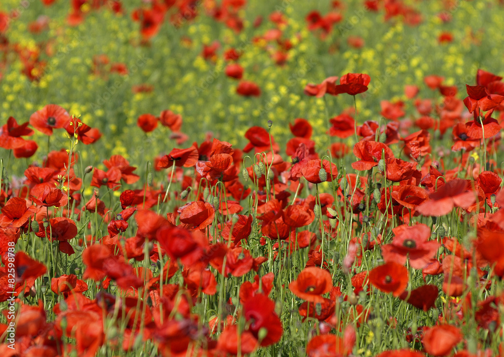 poppy flowers on a meadow