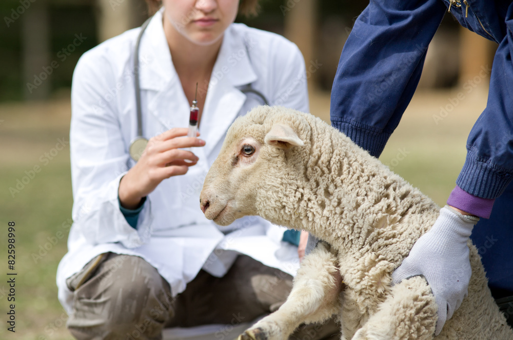 Naklejka premium Lamb vaccination