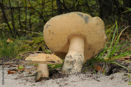 Gyroporus cyanescens (bluing bolete or the cornflower bolete)