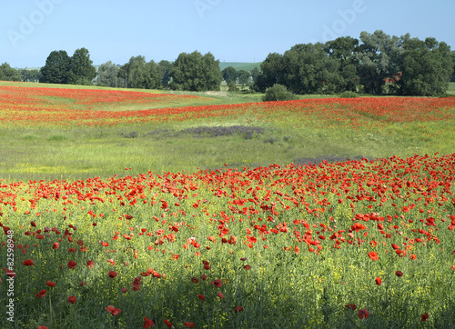 poppy flowers on a meadow