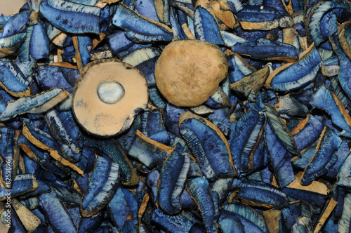 Gyroporus cyanescens (bluing bolete or the cornflower bolete)