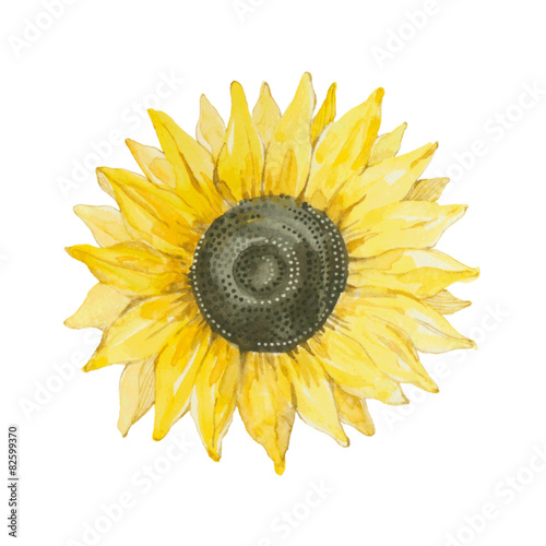 Sunflower isolated on a white background.