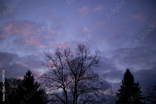 Sonnenaufgang Baum