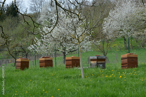 Rucher au printemps photo
