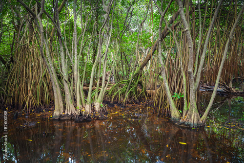 Wild tropical dark forest landscape