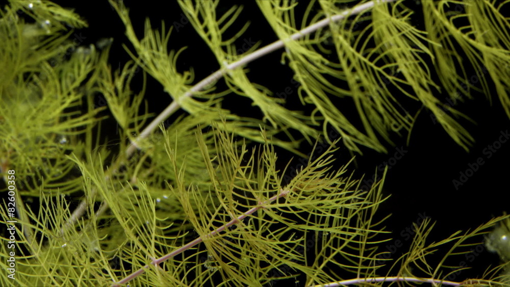 Time Lapse of Aquatic Plant Growth Time Lapse of Aquatic Plant Growth