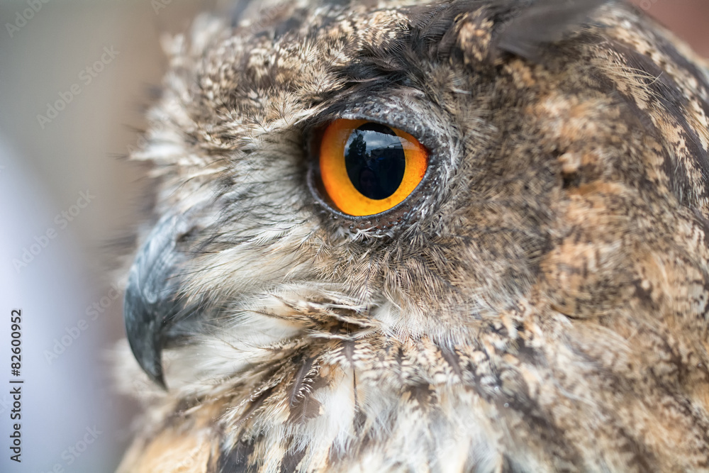 Naklejka premium Portrait owl