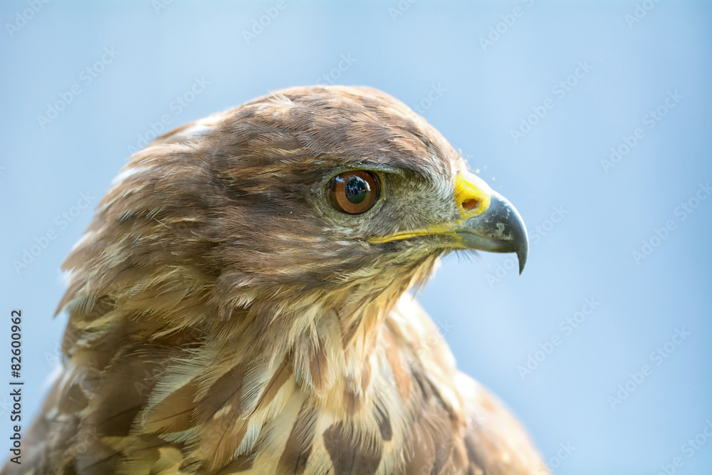 Portrait of an eagle Portrait of an eagle