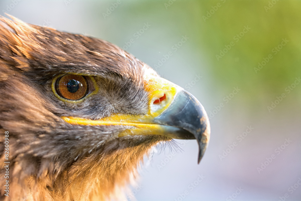 Fototapeta premium Portrait of an eagle