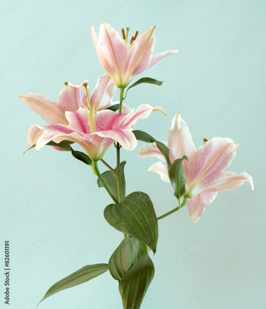 A lily photo on a light background