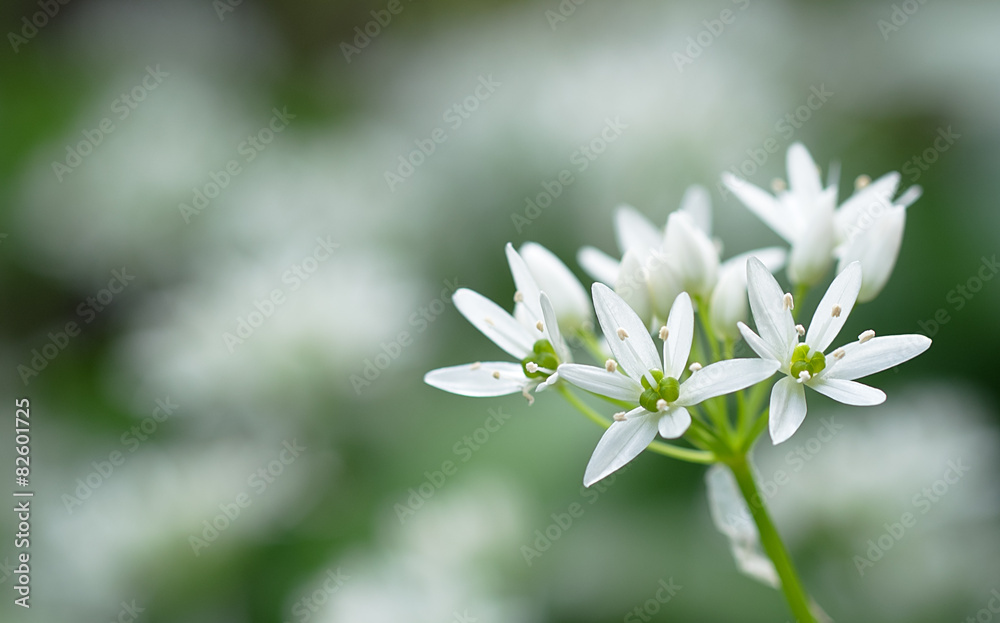 Allium ursinum Allium ursinum