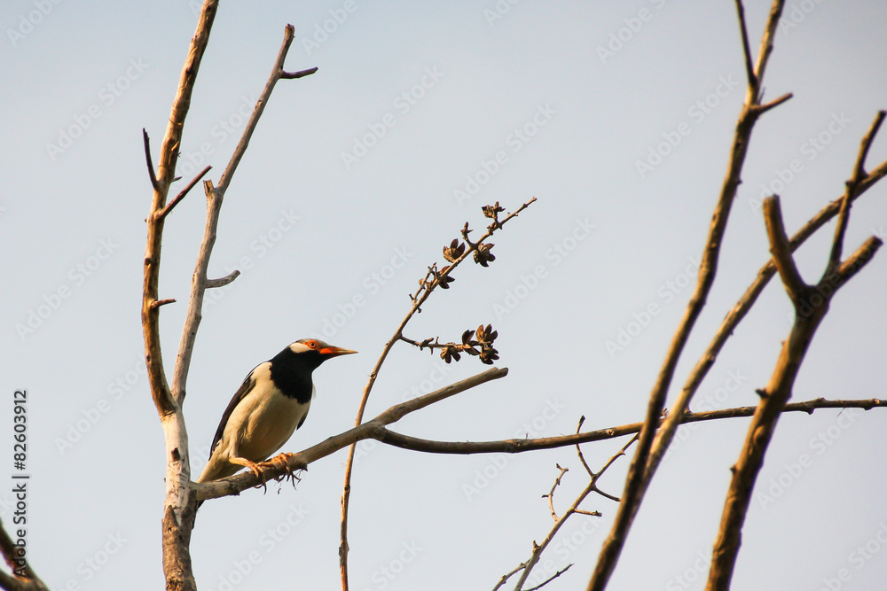 Asian pied starling Asian pied starling