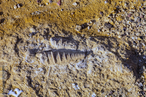 imprint Mesozoic rock shellfish in Paracas, Peru photo