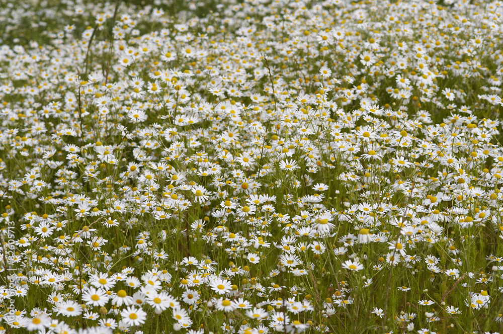 Fototapeta premium meadow of German chamomile