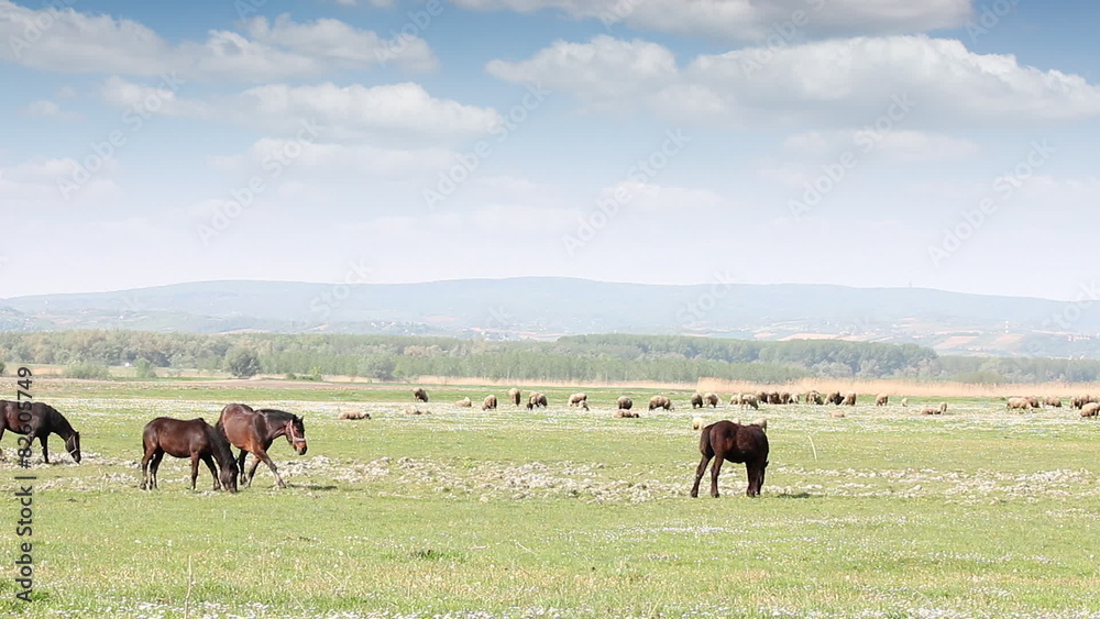 farm animals on pasture country landscape farm animals on pasture country landscape