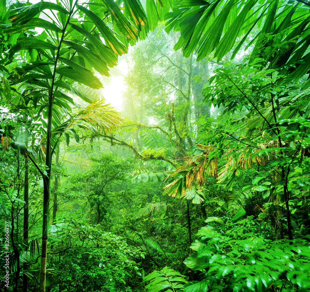 Naklejka premium Fresh green rainforest