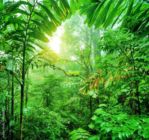 Fresh green rainforest