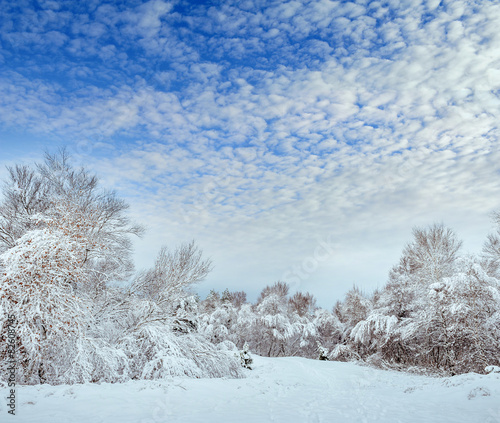 New Year tree in winter forest. Beautiful winter landscape with