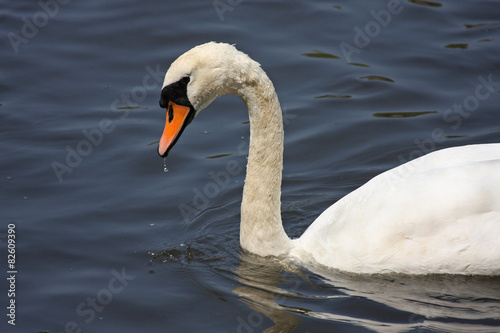 Swan