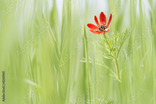 red adonis in spring grass natural background photo