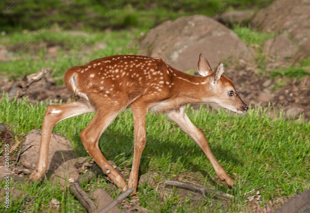 White-Tailed Deer Fawn (Odocoileus virginianus) Runs Right White-Tailed Deer Fawn (Odocoileus virginianus) Runs Right