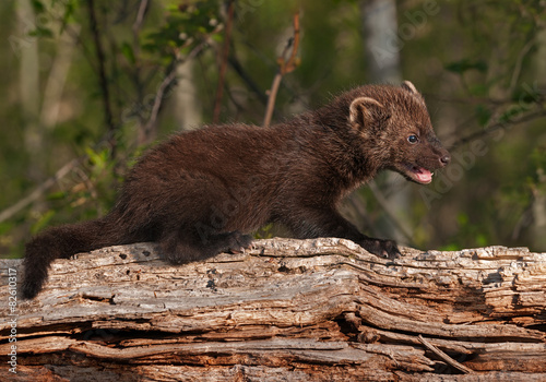 Young Fisher (Martes pennanti) Open Mouth on Log