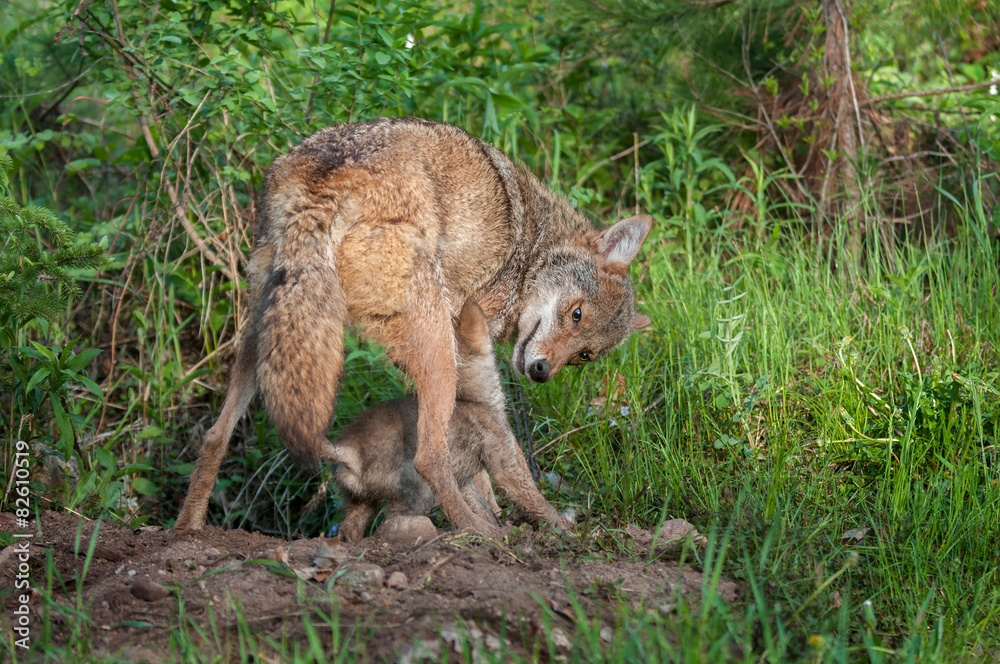 Adult Coyote (Canis latrans) Tussles with Pup at Densite Adult Coyote (Canis latrans) Tussles with Pup at Densite