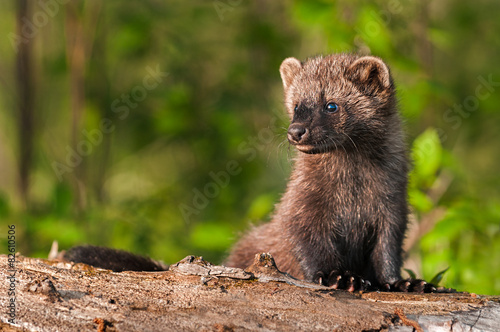 Foto Young Fisher (Martes pennanti) Sits on Log Looking Left